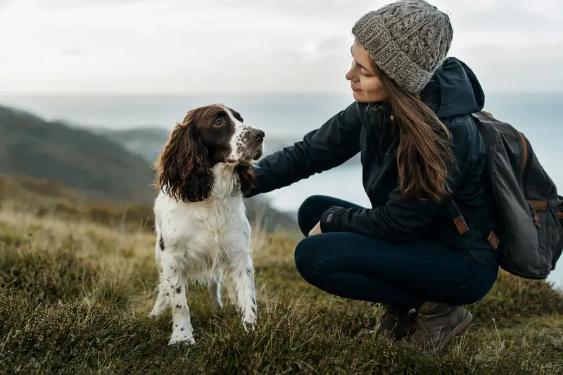 Englischer Springer Spaniel steht aufmerksam in natürlicher Haltung vor hellem, neutralem Hintergrund.