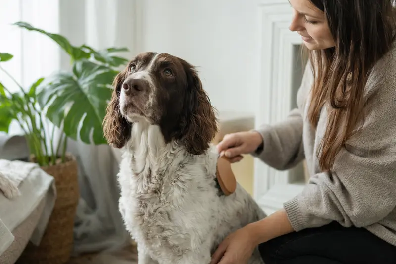 Ein Englischer Springer Spaniel wird zuhause von seinem Besitzer sanft gebürstet und gepflegt.