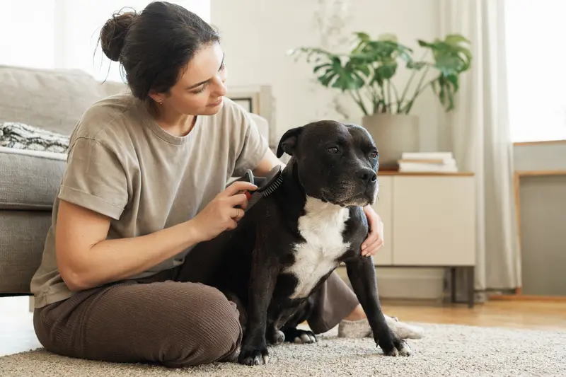 Ein Englischer Stafford wird in einer hellen Wohnung liebevoll gebürstet, was die sorgfältige Fellpflege und verantwortungsvolle Hundegesundheit zeigt.