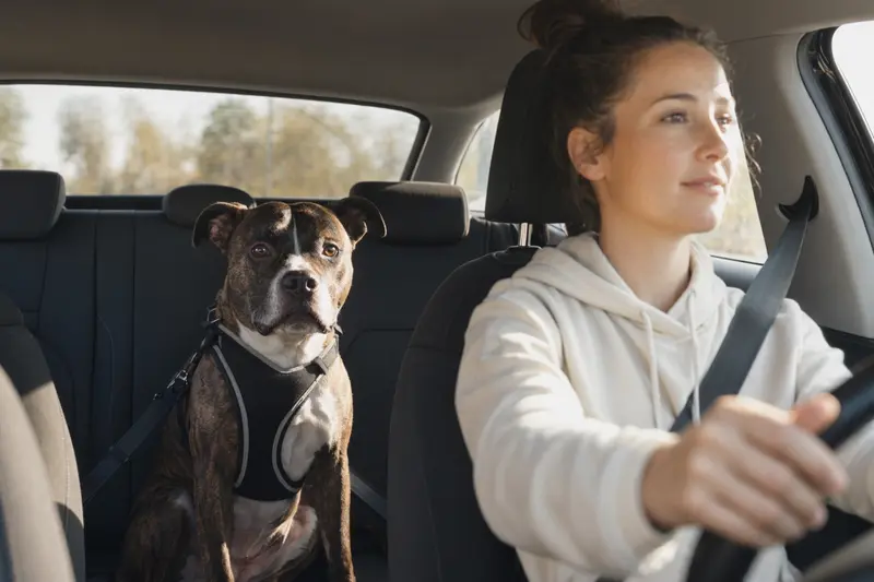Ein sicher angeschnallter Englischer Stafford Hund auf der Rückbank eines Autos, während der Besitzer fährt.