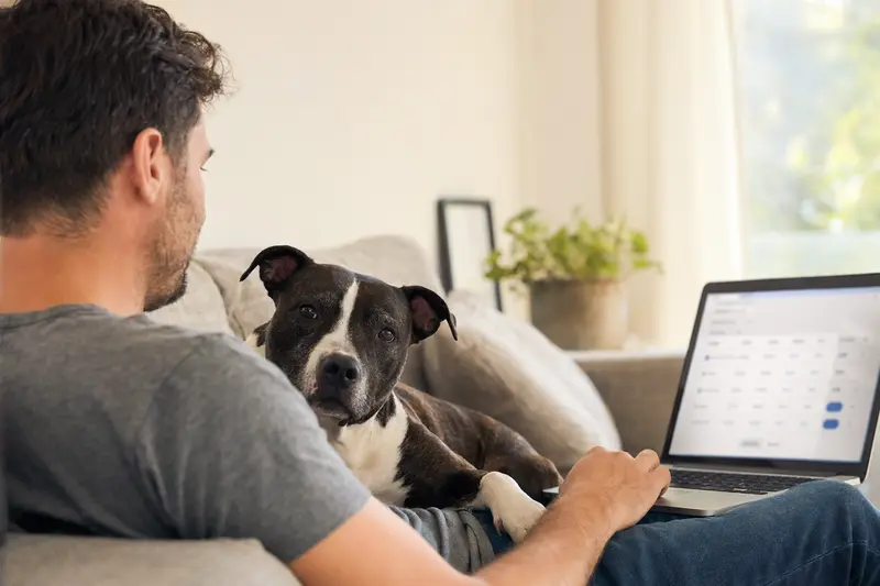 Ein Hundehalter sitzt mit einem Laptop auf dem Sofa, während ein Englischer Stafford neben ihm liegt und eine unklare Versicherungsvergleichsseite angezeigt wird.