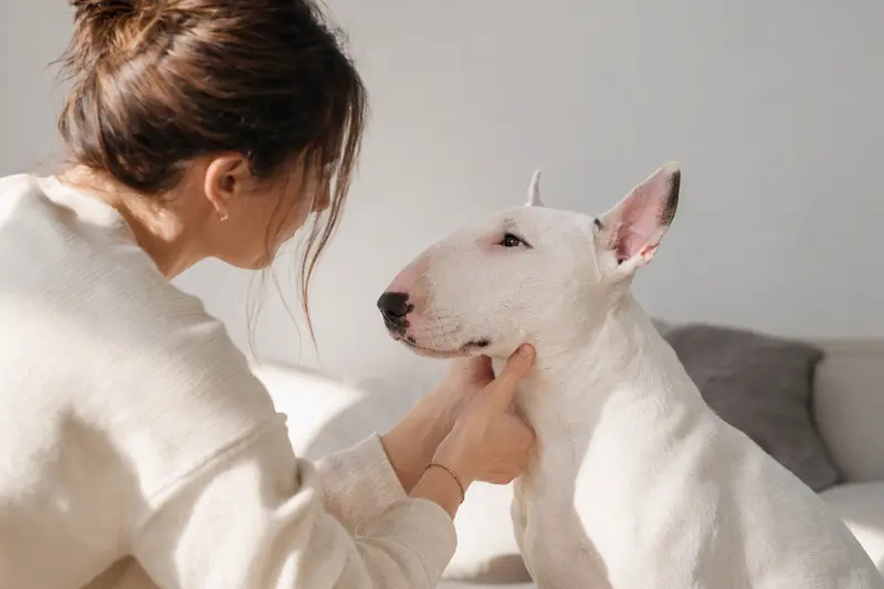 Aufmerksam stehender English Bull Terrier vor hellem Hintergrund in einem professionellen Hundeporträt.