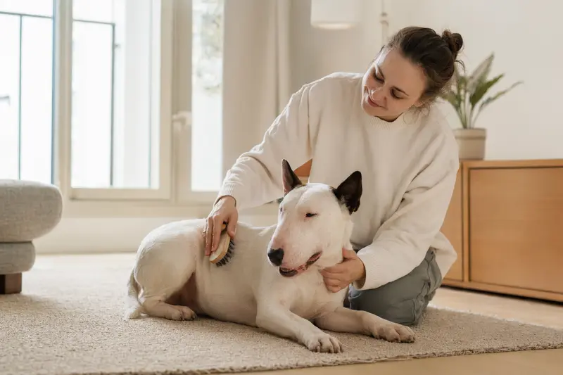 Ein English Bull Terrier wird in einer hellen Wohnung liebevoll gebürstet, während sein Besitzer die Fellpflege ruhig und aufmerksam übernimmt.