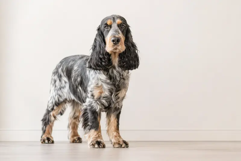 English Cocker Spaniel steht aufmerksam in natürlicher Haltung vor hellem Hintergrund, als hochwertiges Hundeportrait für einen Ratgeber zu Hundegesundheit und Versicherung.