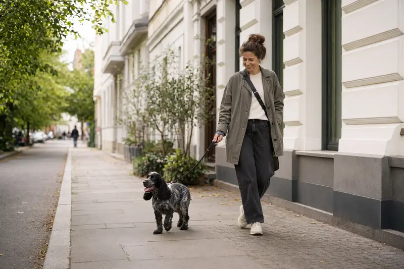 Ein English Cocker Spaniel läuft an der Leine mit seinem Besitzer durch eine moderne Stadtstraße.