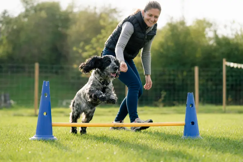 Ein aktiver English Cocker Spaniel springt mit seinem Besitzer über eine kleine Trainingshürde auf dem Hundeplatz.