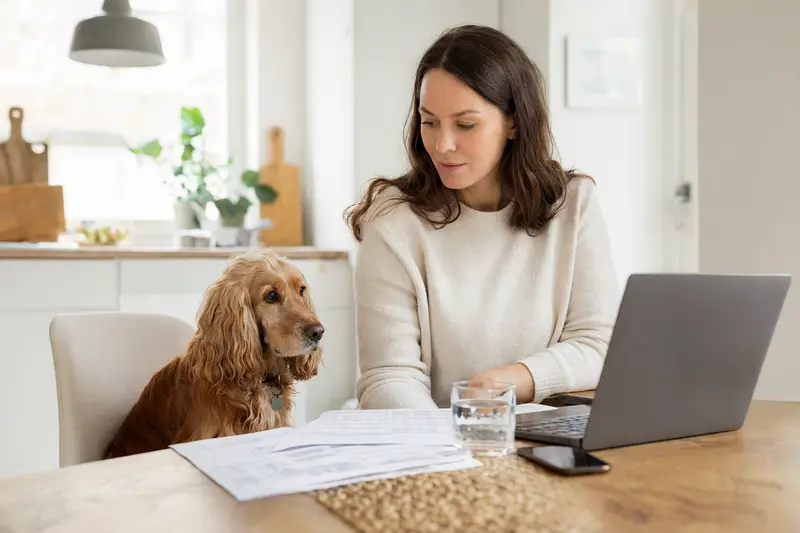 Ein English Cocker Spaniel sitzt ruhig neben seinem Besitzer am Küchentisch mit Versicherungsunterlagen und Laptop.