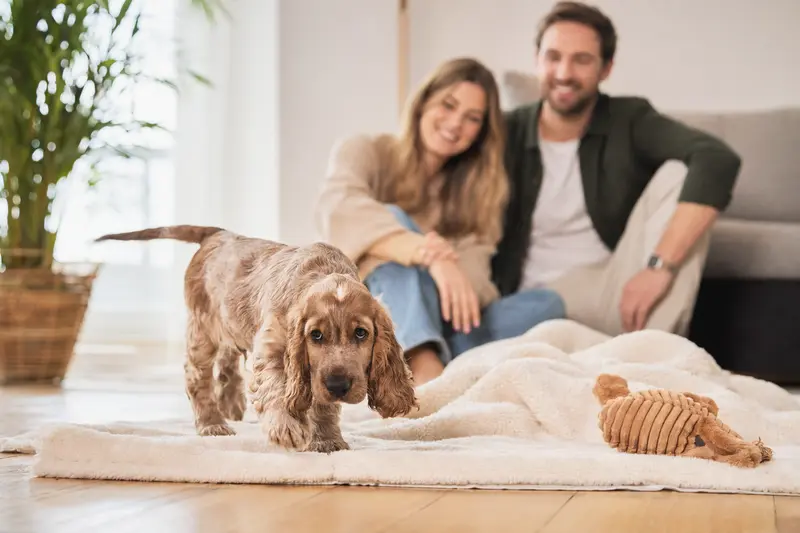 Ein neugieriger English Cocker Spaniel Welpe erkundet seine freundliche Wohnung mit weicher Decke und Spielzeug.