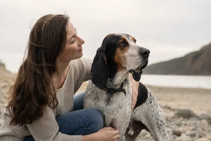 Ein aufmerksamer English Coonhound steht in natürlicher Haltung vor hellem neutralem Hintergrund.