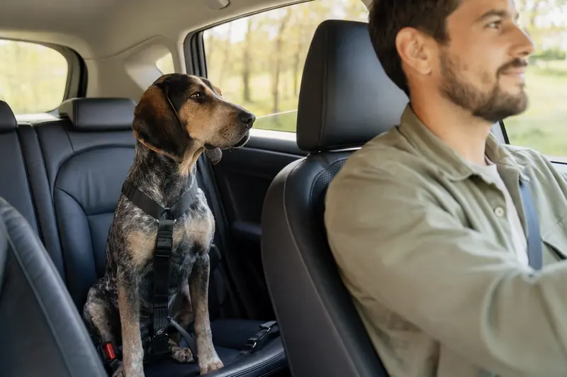 Ein English Coonhound Hund sitzt sicher angeschnallt auf der Rückbank eines Autos, während die Sonne durch das Fenster scheint.