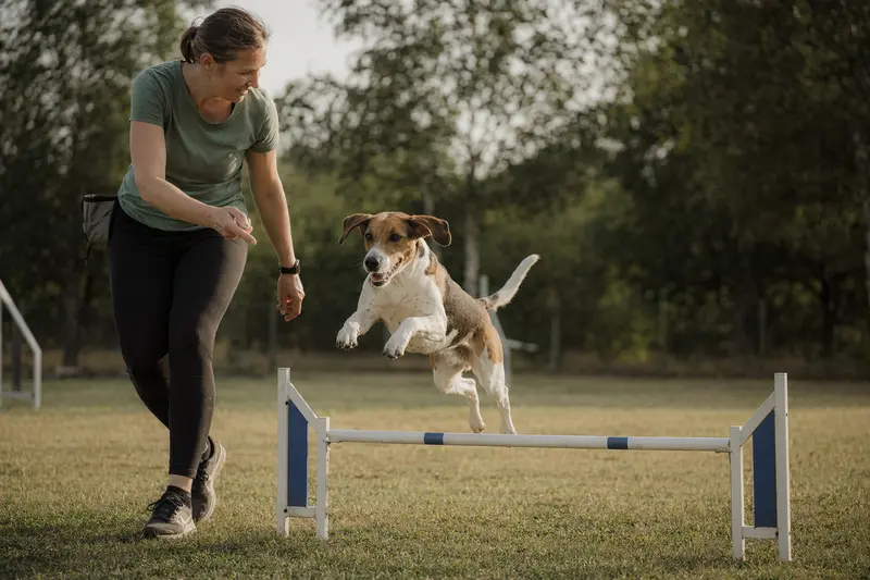 Ein English Foxhound trainiert mit seinem Besitzer auf einem Hundeplatz über eine kleine Hürde bei sonnigem Wetter.