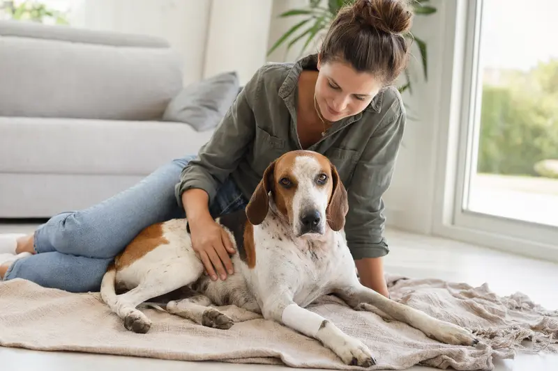 Ein English Foxhound mit leichtem Verband an der Pfote liegt entspannt auf einer Decke neben seinem erleichterten Besitzer in einer hellen Wohnung.