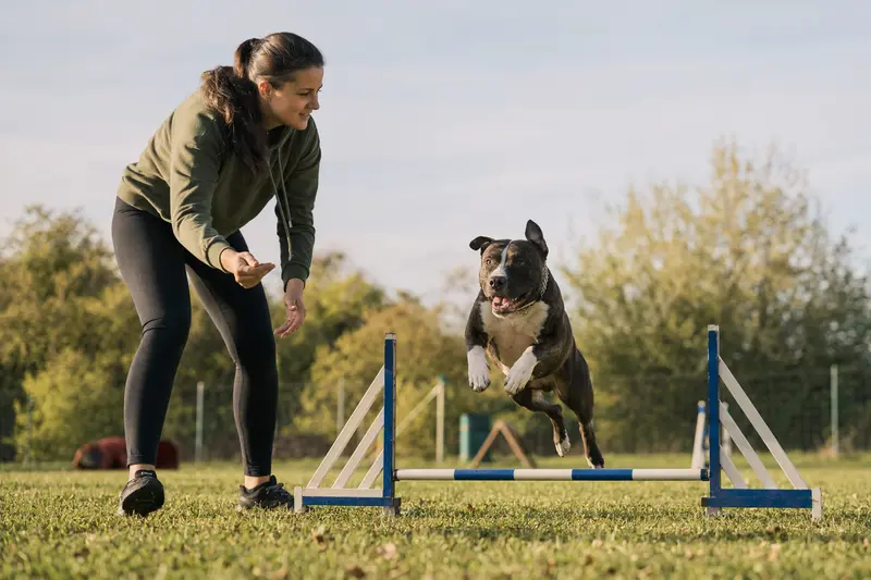 Ein aktiver English Pitbull Terrier trainiert mit seinem Besitzer auf einem Hundeplatz über eine kleine Hürde und zeigt Freude an Bewegung.