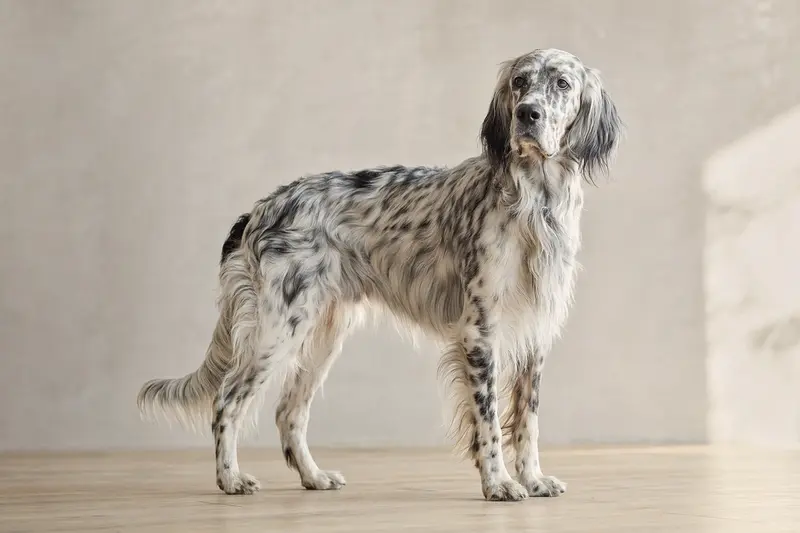 English Setter Hund steht aufmerksam in natürlicher Haltung vor hellem neutralem Hintergrund.