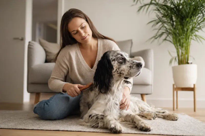 Ein English Setter wird in einer hellen Wohnung sanft gebürstet, während sein Besitzer liebevoll die Fellpflege übernimmt.