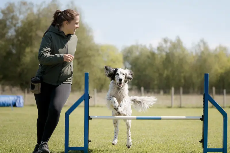 Ein aktiver English Setter springt mit seinem Besitzer über eine kleine Trainingshürde auf dem Hundeplatz.