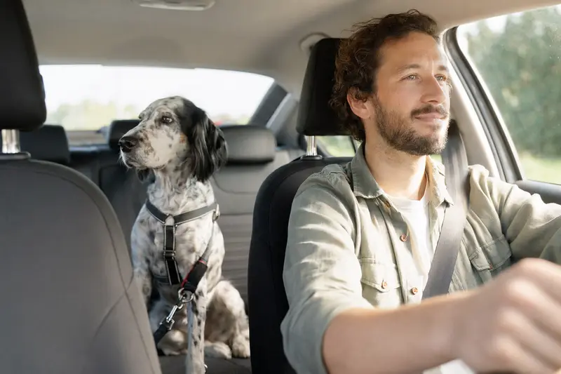 Ein English Setter sitzt angeschnallt auf der Rückbank eines Autos und genießt die Fahrt im Sonnenlicht.