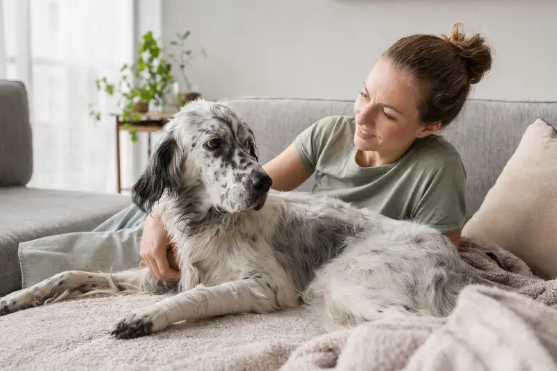 Ein beruhigter English Setter mit Verband an der Pfote liegt auf einer Decke, während sein Besitzer neben ihm sitzt und erleichtert aussieht.