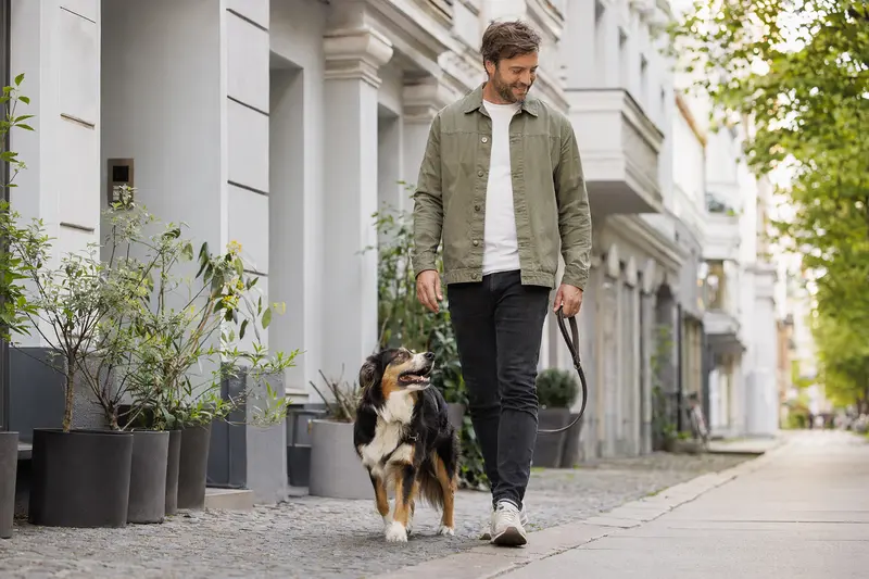 Ein English Shepherd läuft an der Leine mit seinem Besitzer durch eine freundliche moderne Stadtstraße.
