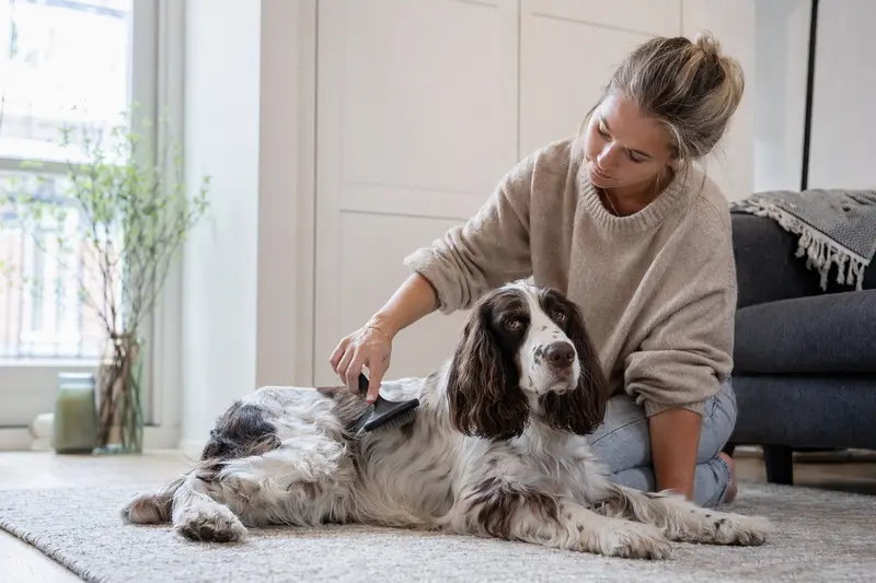 Ein English Springer Spaniel wird zuhause von seinem Besitzer sanft gebürstet und gepflegt.