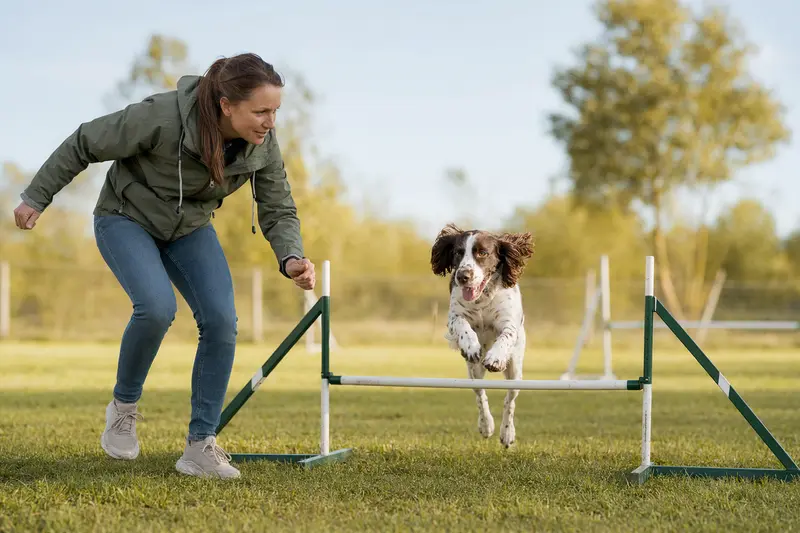 Ein English Springer Spaniel springt beim Hundetraining mit seinem Besitzer über eine kleine Hürde auf dem Hundeplatz.