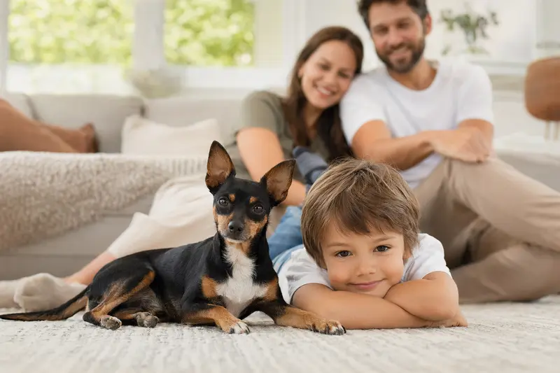 Ein English Toy Terrier Hund liegt entspannt neben einem Kind im Wohnzimmer, während die Eltern im Hintergrund eine warme Atmosphäre genießen.