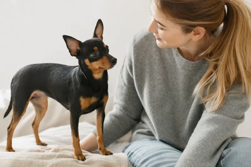 Ein aufmerksamer English Toy Terrier steht in natürlicher Haltung vor hellem, neutralem Hintergrund.