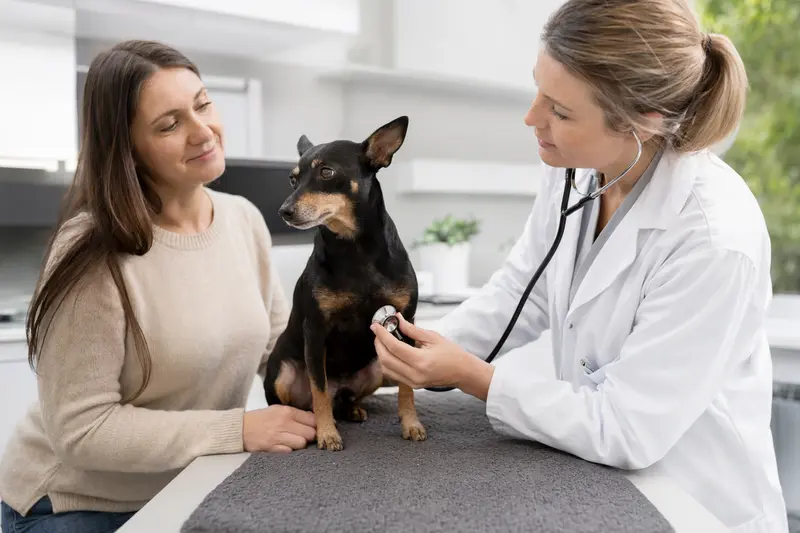 Ein beruhigter English Toy Terrier wird von einer freundlichen Tierärztin mit einem Stethoskop untersucht, während der Besitzer unterstützend daneben steht.