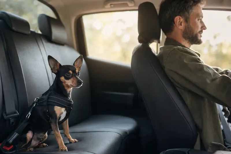 Ein English Toy Terrier sitzt angeschnallt auf der Rückbank eines Autos, während der Besitzer ruhig fährt.