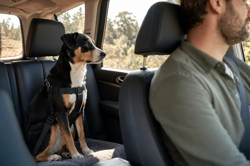 Ein Entlebucher Sennenhund sitzt sicher angeschnallt auf der Rückbank eines Autos, während das Sonnenlicht durch das Fenster strahlt.