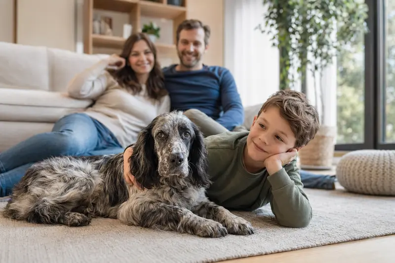 Ein entspannter Epagneul Bleu De Picardie Hund liegt neben einem Kind im hellen Wohnzimmer.