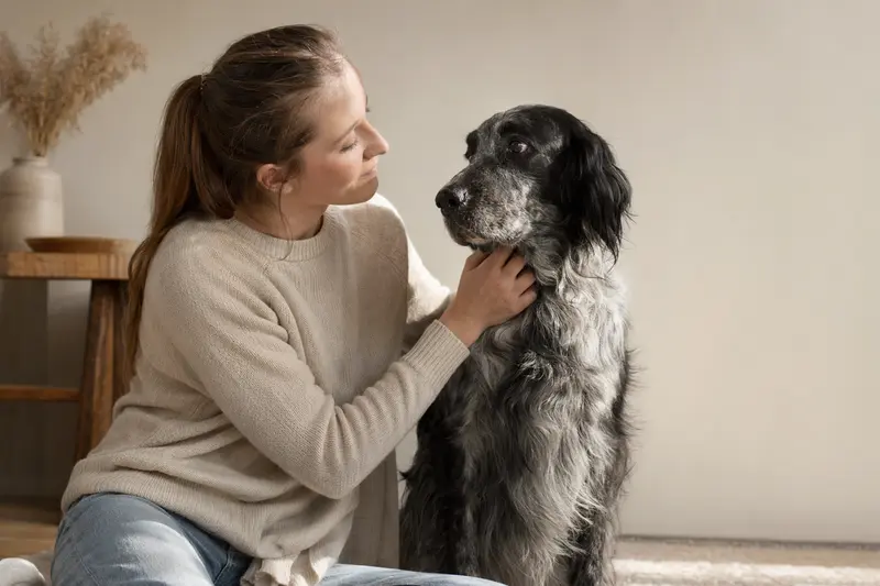 Ein aufmerksam stehender Epagneul Bleu De Picardie vor hellem Hintergrund als professionelles Hundeportrait mit natürlicher Fellstruktur.