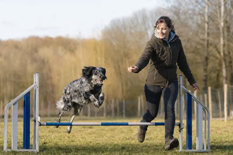 Ein Epagneul Bleu De Picardie trainiert mit seinem Besitzer auf einem Hundeplatz über eine kleine Hürde.