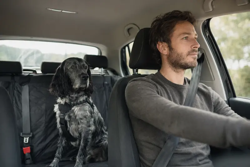 Ein sicher angeschnallter Epagneul Bleu De Picardie Hund auf der Rückbank eines Autos, während sein Besitzer fährt.