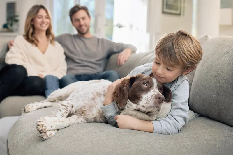 Ein entspannter Epagneul Breton liegt neben einem Kind im hellen Wohnzimmer und genießt die Familienzeit.