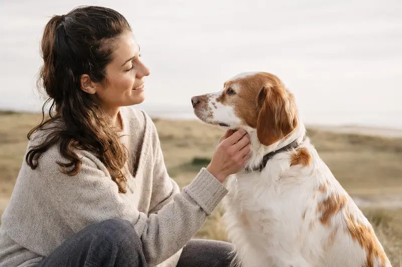Epagneul Breton Hund in natürlicher Haltung vor hellem Hintergrund als hochwertiges Tierportrait.