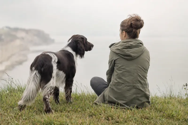 Ein aufmerksam stehender Epagneul de Pont Audemer vor hellem neutralem Hintergrund als professionelles Hundeportrait.