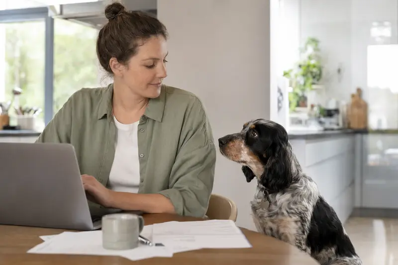 Ein ruhiger Epagneul de Pont Audemer Hund sitzt neben seinem Besitzer am Küchentisch, auf dem Versicherungsunterlagen und ein Laptop liegen.