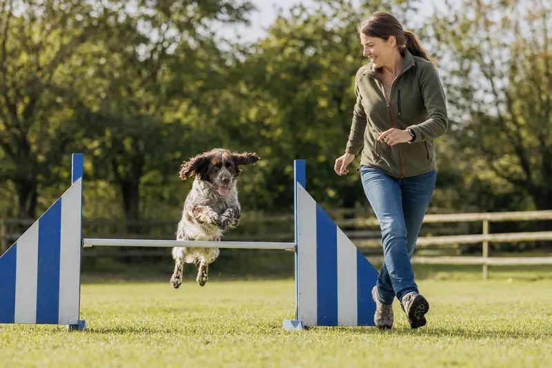 Ein Epagneul de Saint-Usuge springt beim Hundetraining über eine kleine Hürde auf dem Hundeplatz.