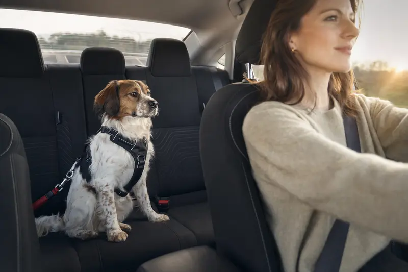 Ein Epagneul francais Hund ist sicher auf der Rückbank eines Autos angeschnallt, während sein Besitzer fährt.