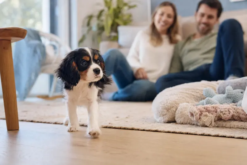 Ein neugieriger Epagneul nain continental Welpe erkundet sein neues Zuhause mit einer weichen Decke und Spielzeugen, während eine liebevolle Familie im Hintergrund zu sehen ist.