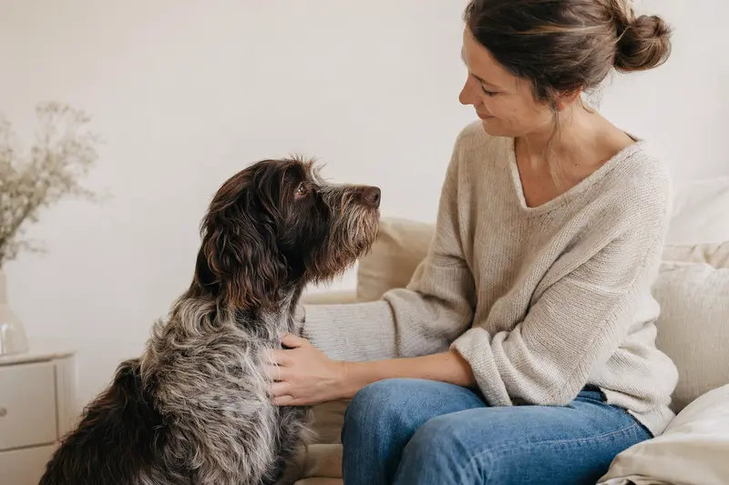 Ein aufmerksam stehender Epagneul Picard vor hellem Hintergrund in einem professionellen Hundeportrait.
