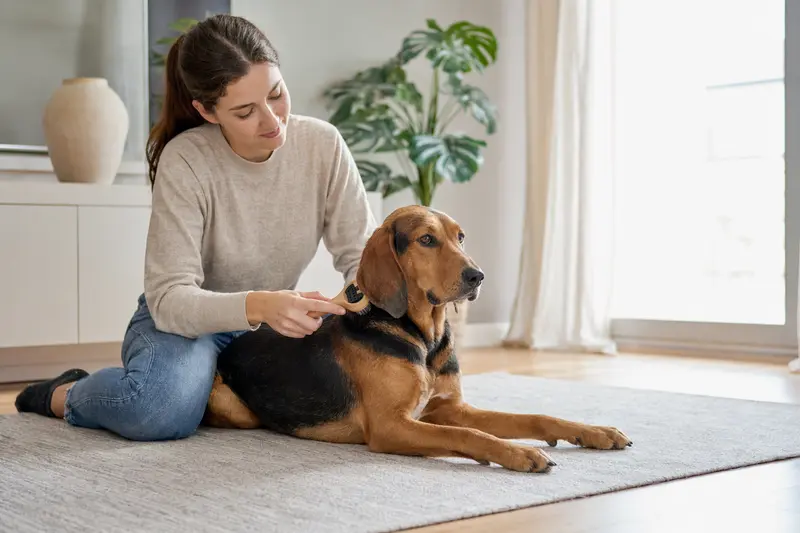 Ein Erdélyi kopó wird in einer hellen Wohnung sanft gebürstet, während sein Besitzer liebevoll die Fellpflege übernimmt.