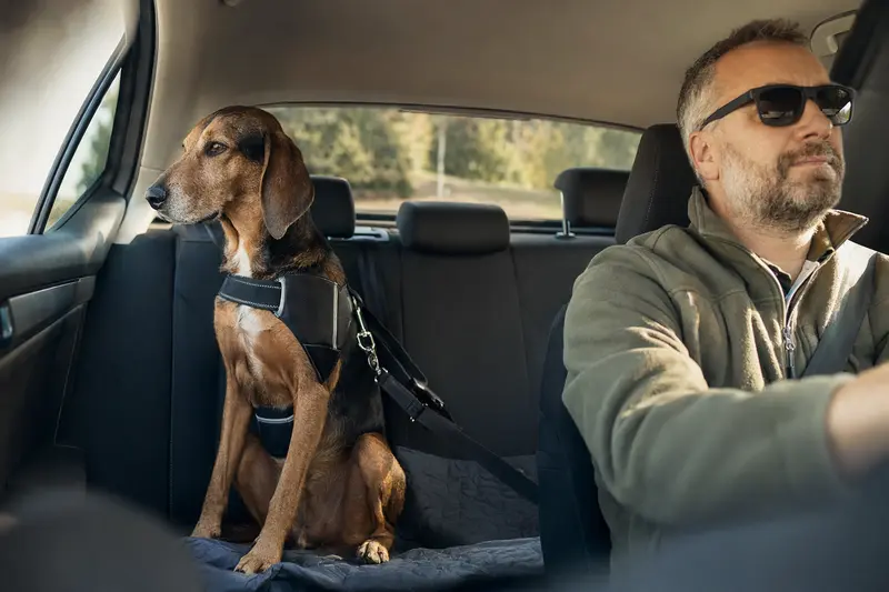 Ein Erdélyi kopó Hund sicher angeschnallt auf der Rückbank eines Autos, während der Besitzer entspannt fährt.