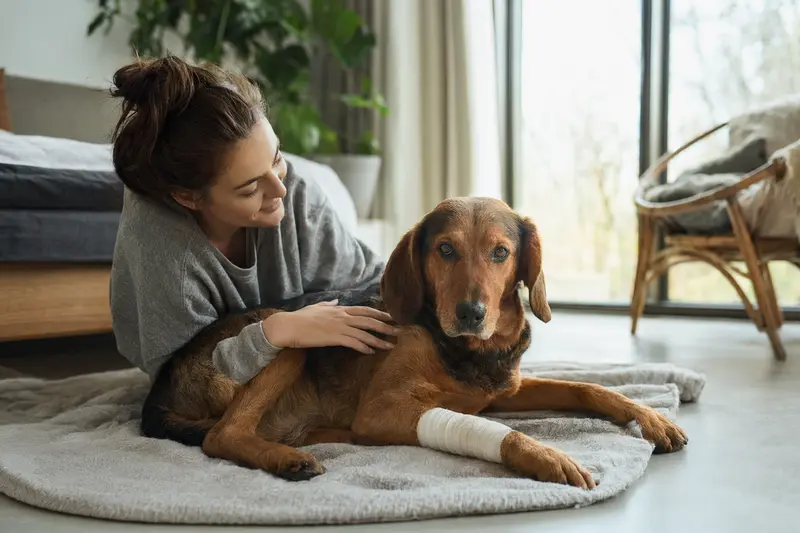 Ein Erdélyi kopó mit einem leichten Verband an der Pfote liegt zufrieden auf einer Decke, während sein Besitzer beruhigend neben ihm sitzt.
