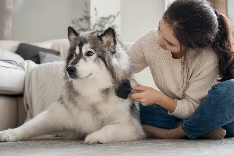 Ein Eskimohund wird in einer hellen Wohnung liebevoll gebürstet, während der Besitzer die Fellpflege ruhig und aufmerksam übernimmt.