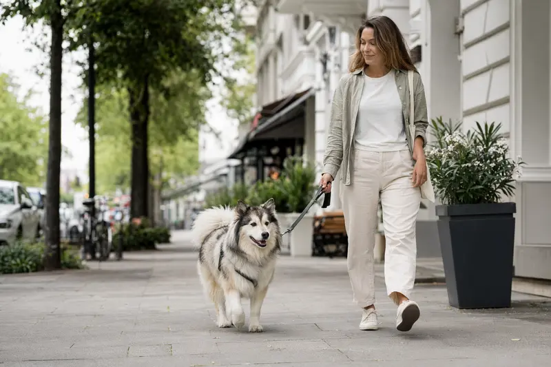 Ein Eskimohund läuft an der Leine mit seinem Besitzer durch eine freundliche moderne Stadtstraße.