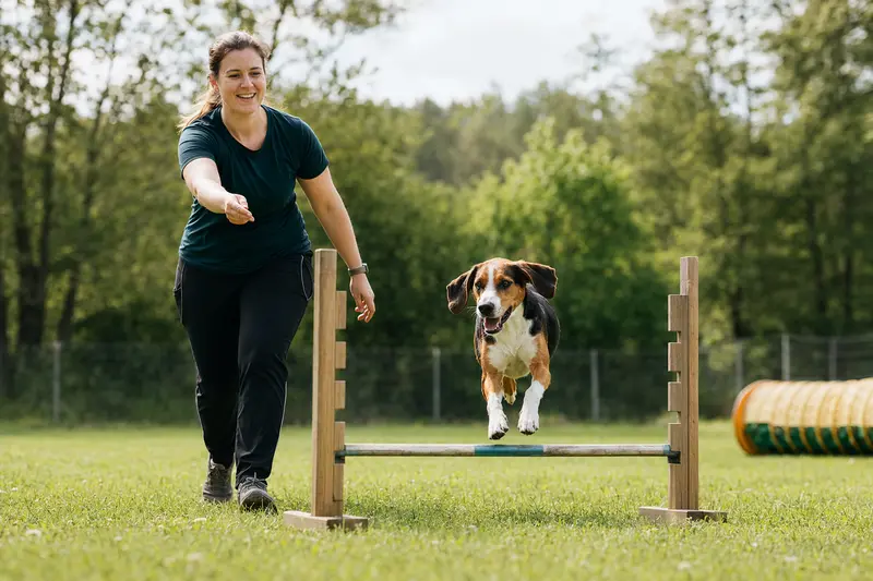 Ein Estnische Bracke Hund springt mit seinem Besitzer über eine kleine Trainingshürde auf dem Hundeplatz.
