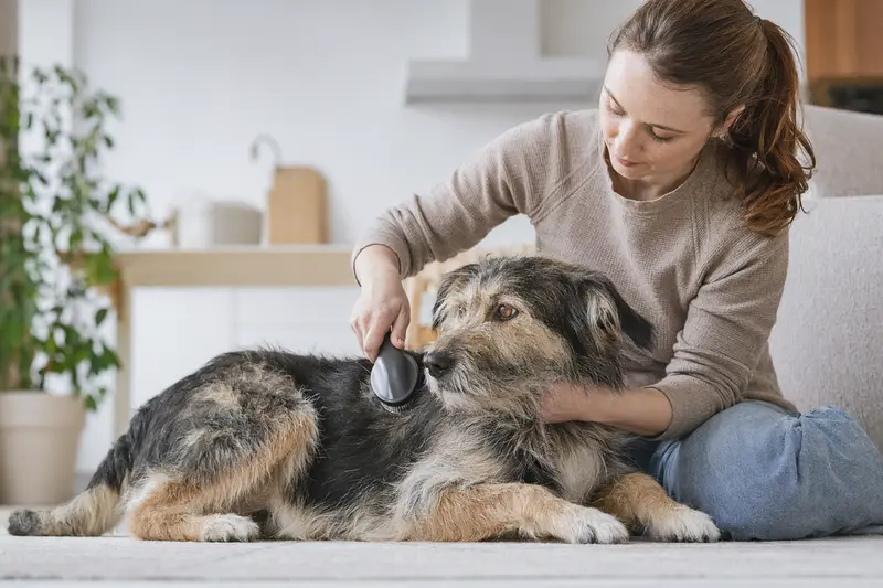 Ein Eurohound wird zuhause sanft gebürstet, während sein Besitzer die Fellpflege aufmerksam und liebevoll übernimmt.