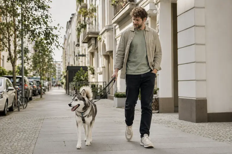 Ein Europäischer Schlittenhund läuft an der Leine mit seinem Besitzer durch eine freundliche moderne Stadtstraße.